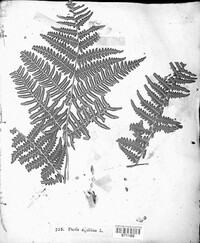 Pteridium aquilinum subsp. aquilinum image